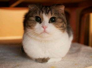 娱乐圈吃瓜猫是谁啊图片,揭秘网络红人的真实身份  第3张